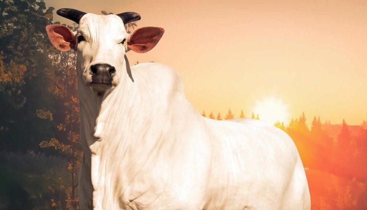 Casa-Branca-Vaca-Donna-FIV-CIAV-Melhor-Matriz-do-Ranking-Nelore-2023-a-venda-no-Leilao-Elo-de-Raca-na-Expozebu