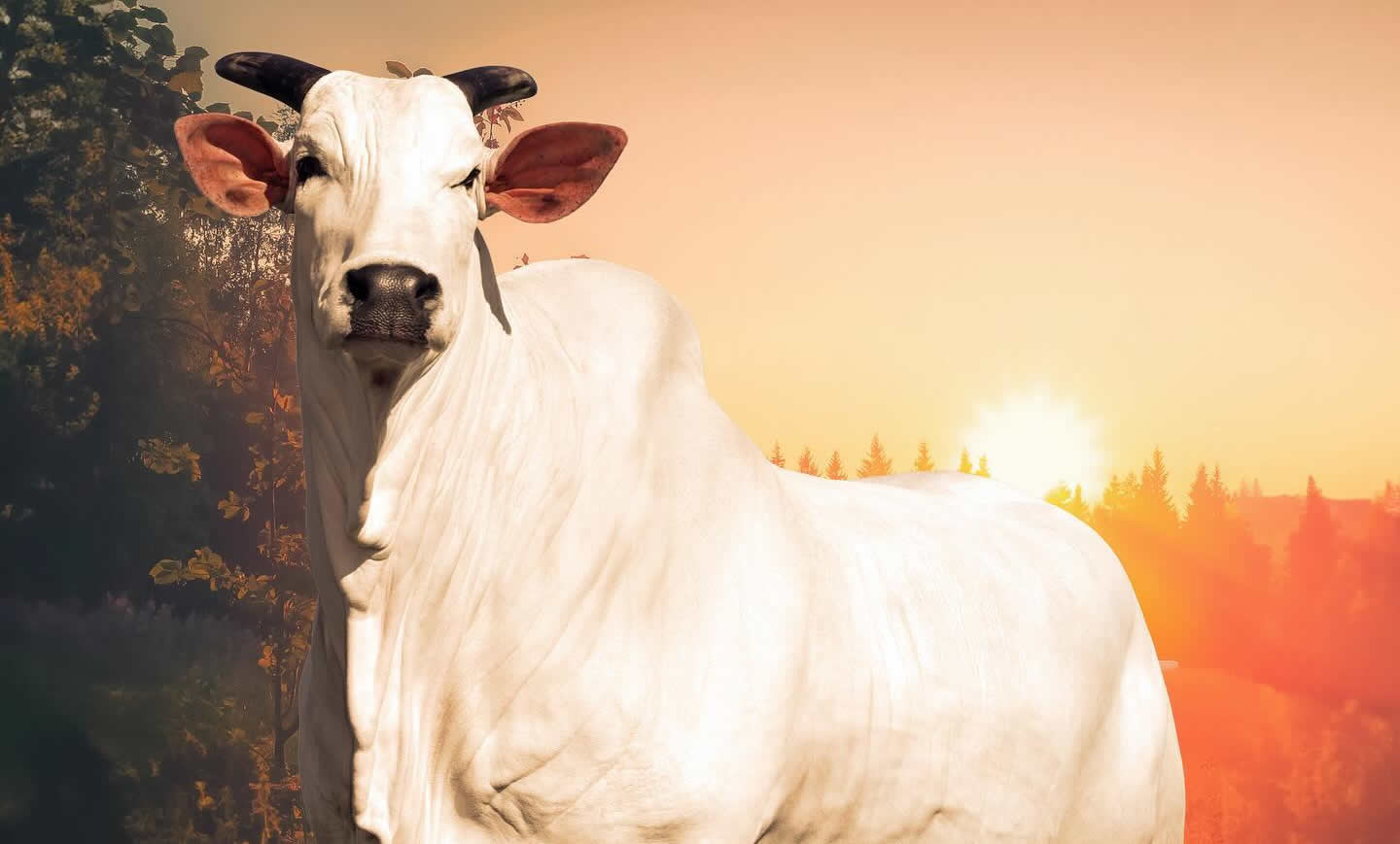 Casa-Branca-Vaca-Donna-FIV-CIAV-Melhor-Matriz-do-Ranking-Nelore-2023-a-venda-no-Leilao-Elo-de-Raca-na-Expozebu