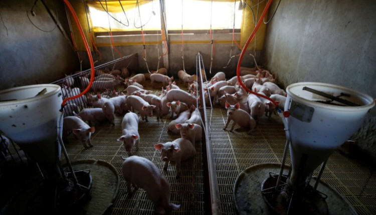 Criadores de suínos da Seara avançam em biodigestores, diz JBS
