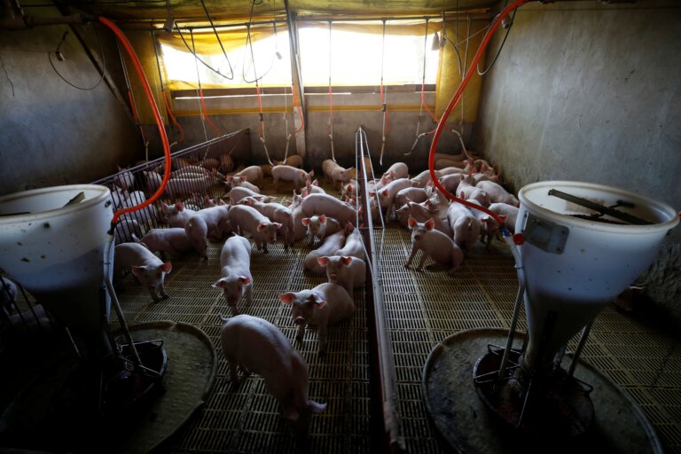 Criadores de suínos da Seara avançam em biodigestores, diz JBS