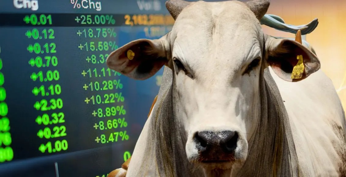 mercado do boi gordo em alta