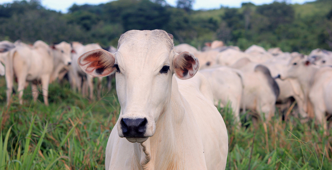 Nutrição é parte essencial de estratégia para fortalecer imunidade dos bovinos