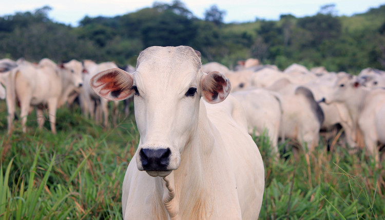 Nutrição é parte essencial de estratégia para fortalecer imunidade dos bovinos