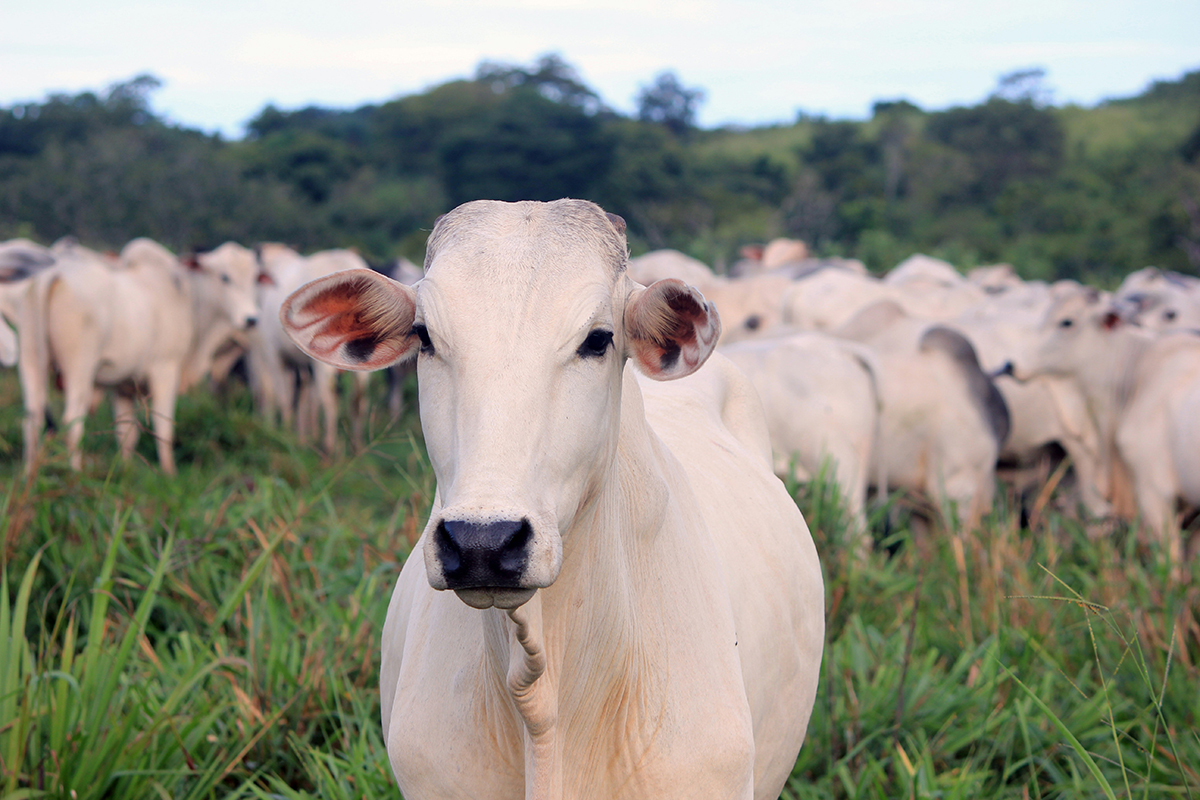 Estudo indica que vacinação em humanos pode controlar a tuberculose bovina; entenda