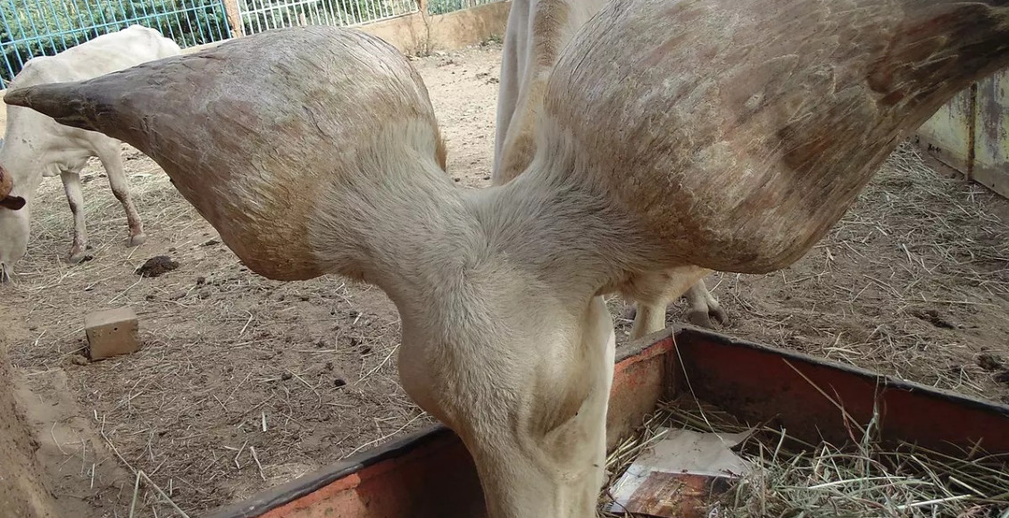 raças de gado desconhecidas