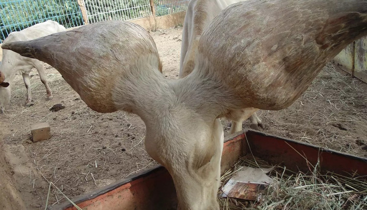 raças de gado desconhecidas