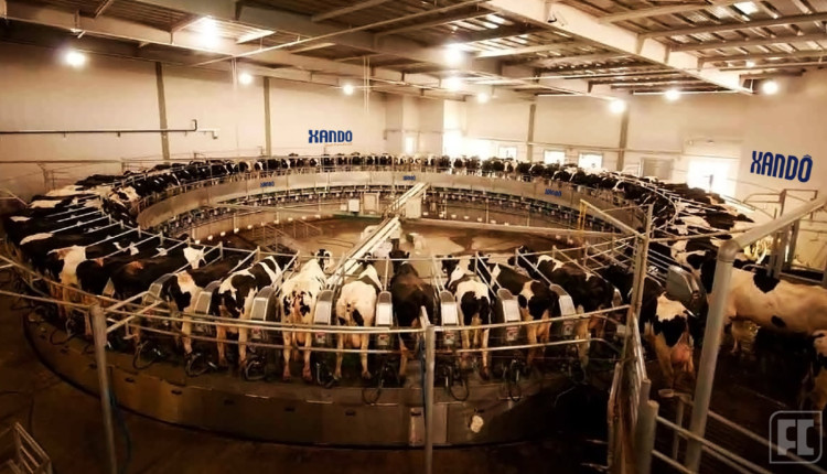 Fazenda Colorado, maior produtora de leite