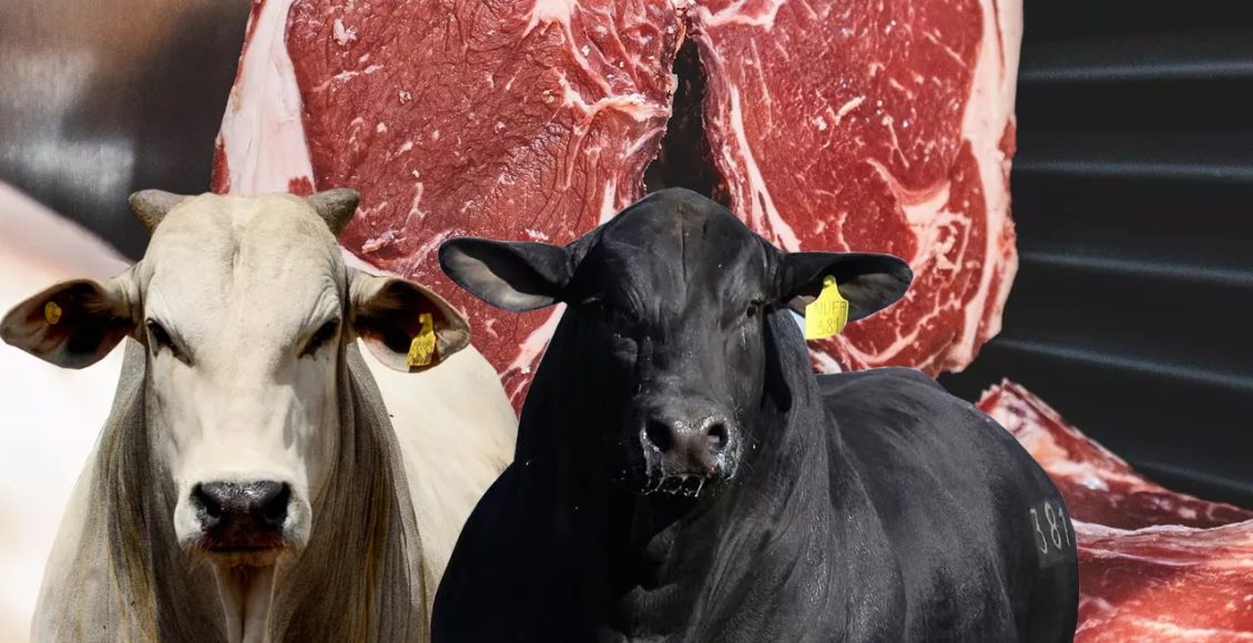Alguns são curiosos, outros surpreendem pela magnitude dos números, mas todos são de interesse geral. Confira algumas curiosidades sobre o agro que você precisa conhecer!