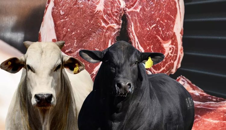 maiores produtores de carne bovina
