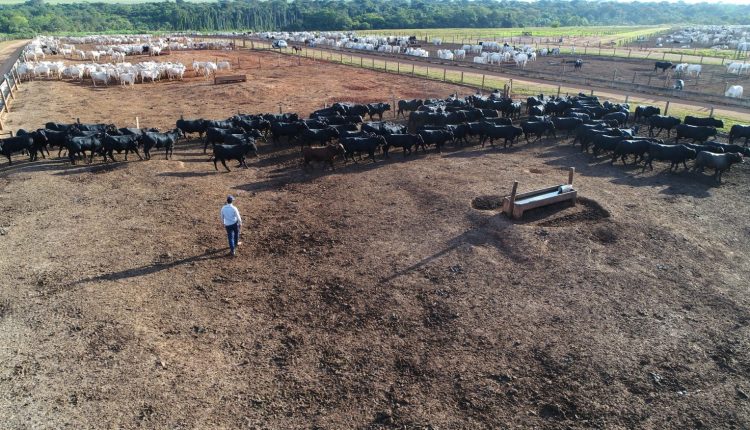 Aclimatação MFG na unidade de Campo Novo do Parecis - MT - BAIXA