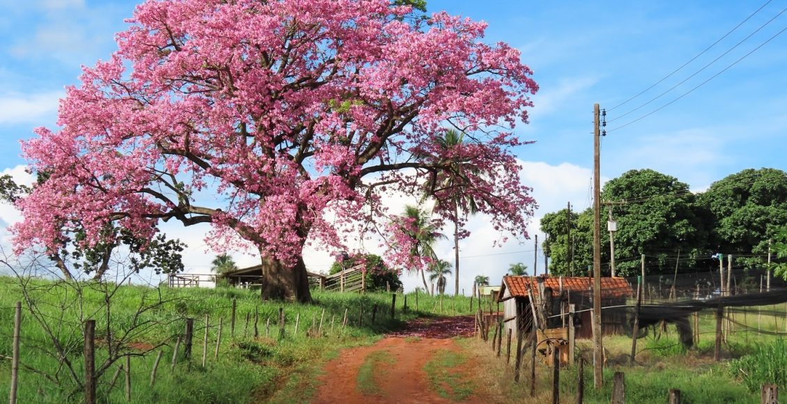 arvore paineira em sitio - estado de sao paulo - foto claudio camacho