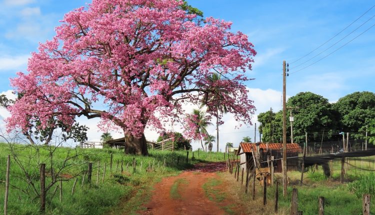 arvore paineira em sitio - estado de sao paulo - foto claudio camacho