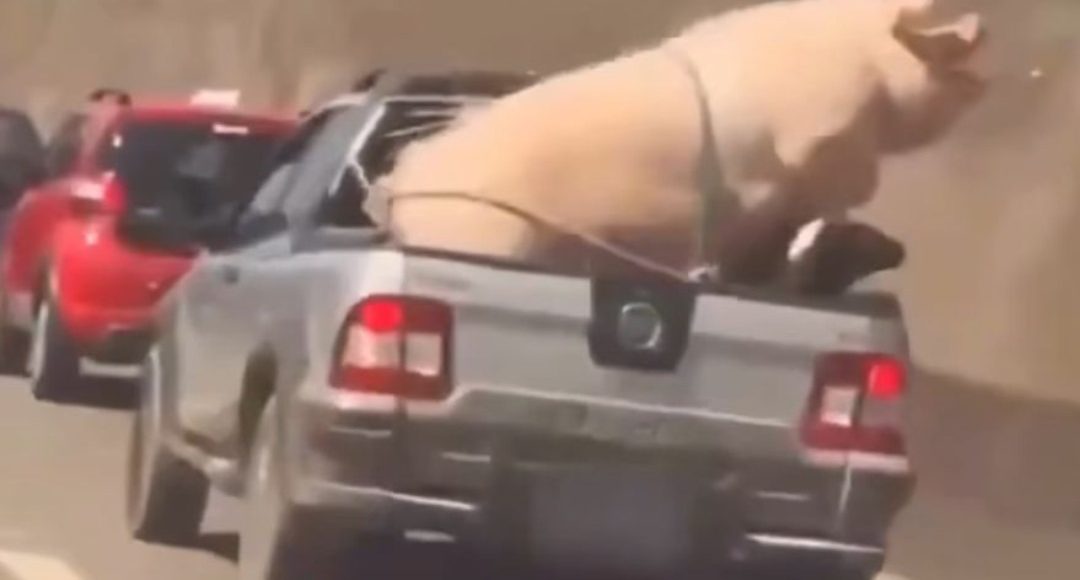 Motorista transporta porco e cabrito em cima de caminhonete; Veja o vídeo!