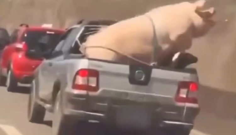 Motorista transporta porco e cabrito em cima de caminhonete; Veja o vídeo!