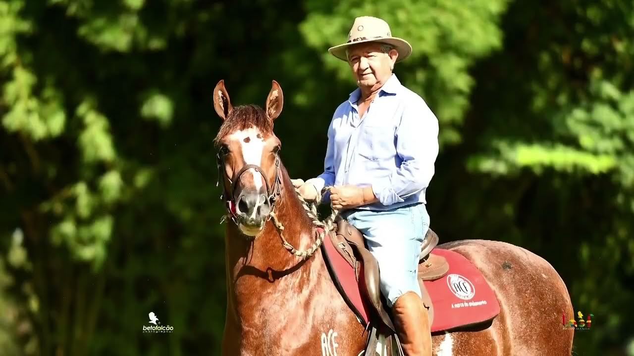 Cavalo Mangalarga Marchador OUSADO ACF TE - montado por Toninho do Posto