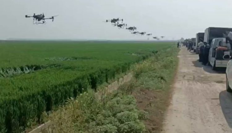exercito de drones na china em lavoura de milho