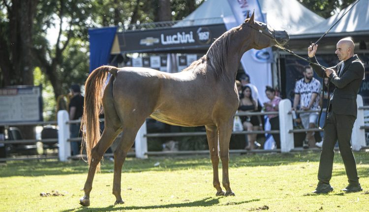 Exposição do Cavalo Árabe Bragança Paulista - Campeã Égua 2023 - Foto Rogério Santos