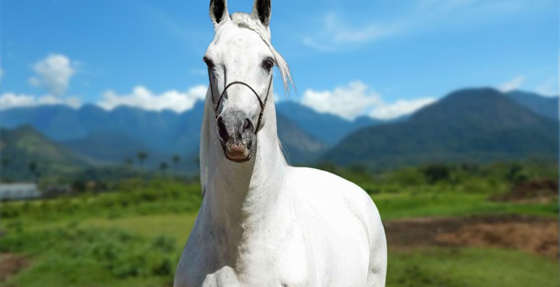 garanhao da raca mangalarga marchador - herdade poquer