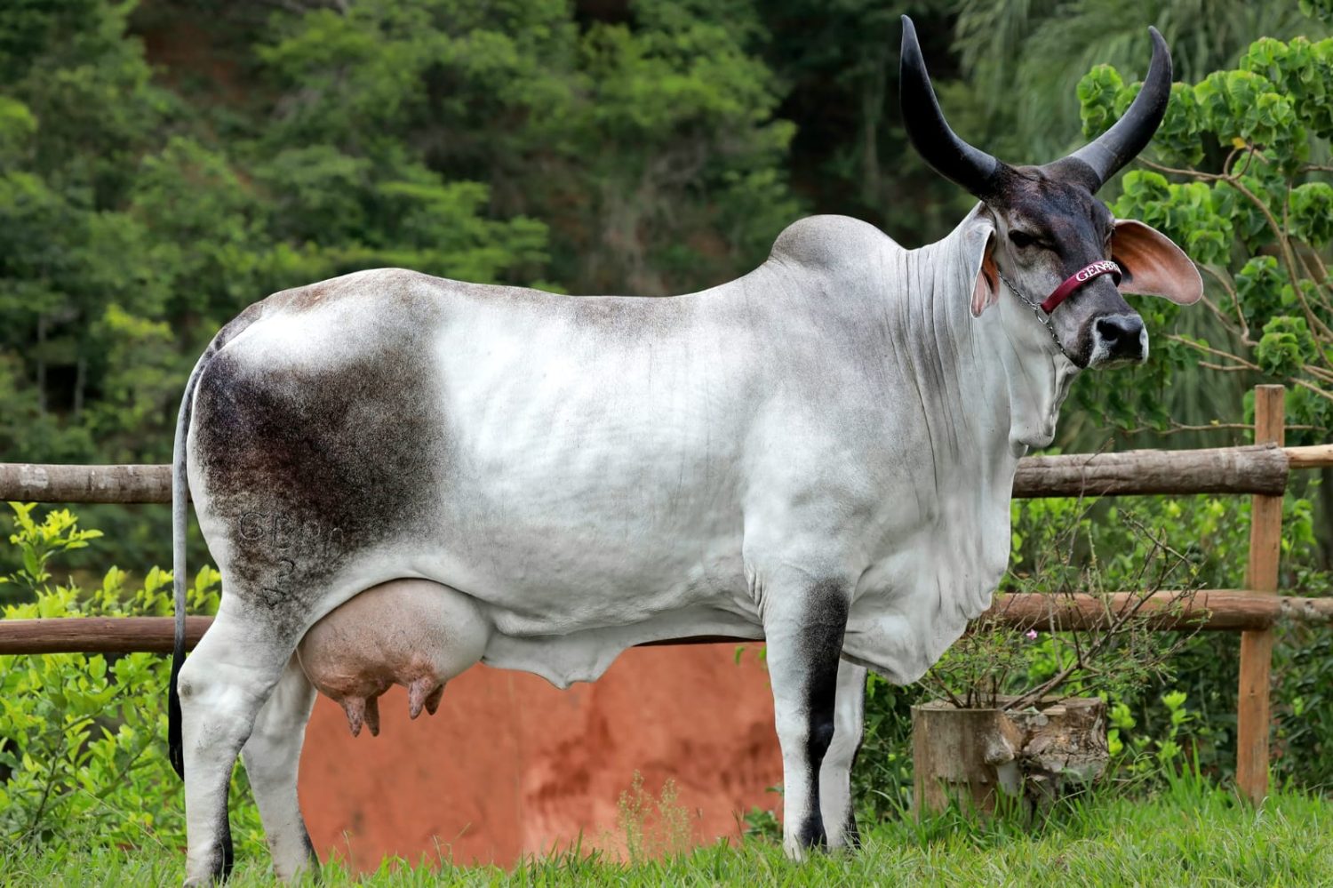 GenBra Alkaia FIV - Guzera Leiteiro