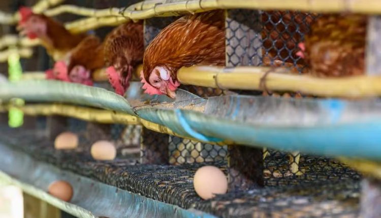 Granja afetada é a maior produtora e distribuidora de ovos frescos dos EUA — Foto: Getty Images