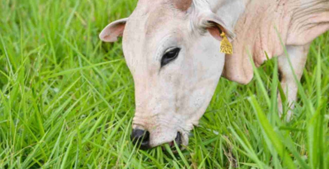 Como implementar boas práticas de manejo de pastagem
