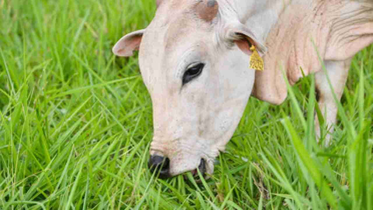 Como implementar boas práticas de manejo de pastagem