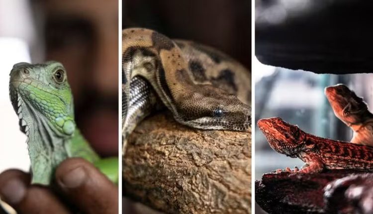 Animais exóticos chamam atenção em feira agropecuária em Londrina — Foto: Sérgio Ranalli