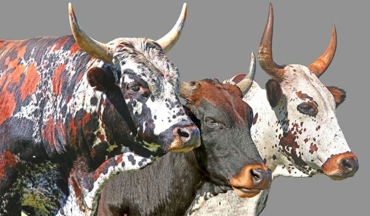 Conheça a Raça Nguni um dos bovinos mais rústicos da história