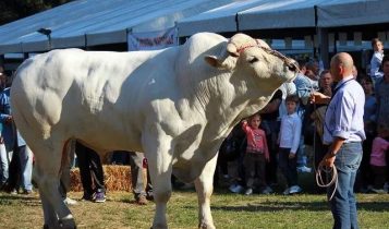 maior raça bovina do mundo