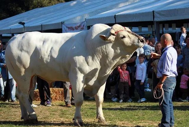 maior raça bovina do mundo