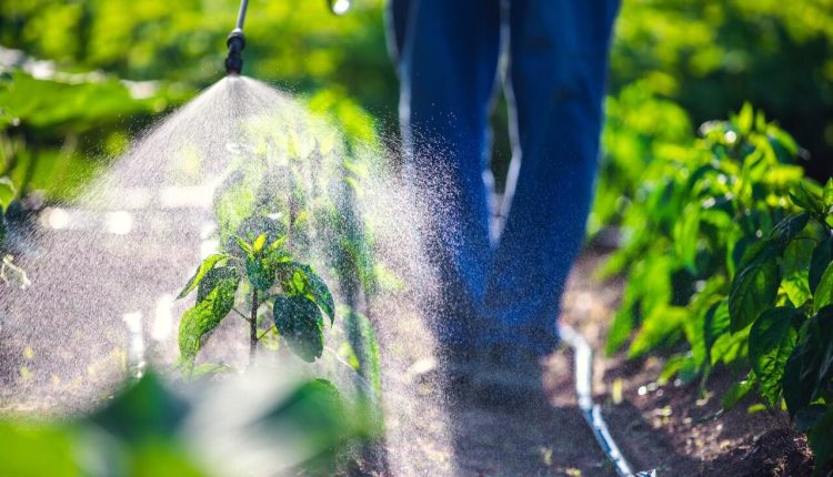 Como a agricultura com água salgada é realizada? Entenda