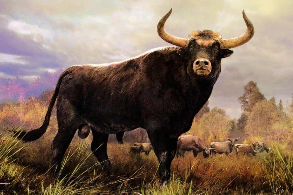 Conheça essas impressionantes raças de gado quase extintas