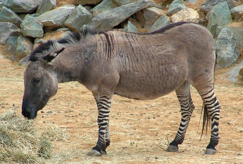 zebroide Semelhante a zebra, até tem a natureza ou a aparência da zebra, contudo, é um híbrido