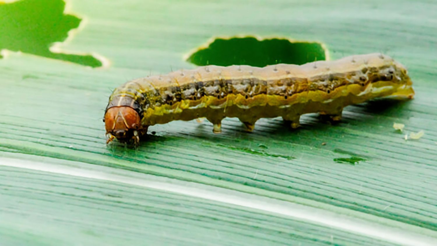 Biodefensivo à base de baculovírus é usado no controle da lagarta-do-cartucho