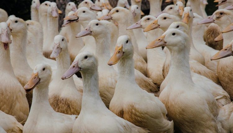 Conheça a maior fazenda de patos do Brasil
