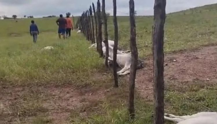 Raio causa mortes de vacas e bezerros em área rural