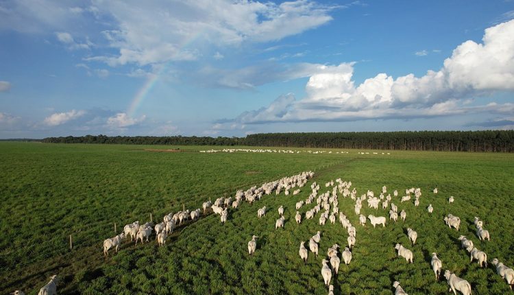 intensificacao na pecuaria - integracao lavoura pecuaria - eucalipto ao fundo - fotao