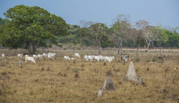 Yara fecha parceria com MyCarbon, da Minerva, para recuperar áreas degradadas