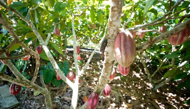 Produtoras de café e cacau contam como lidam com mudanças climáticas