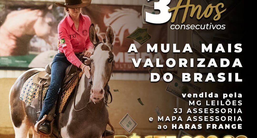 mula mais cara do brasil