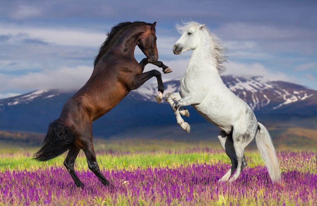 quantas raças de cavalos existem