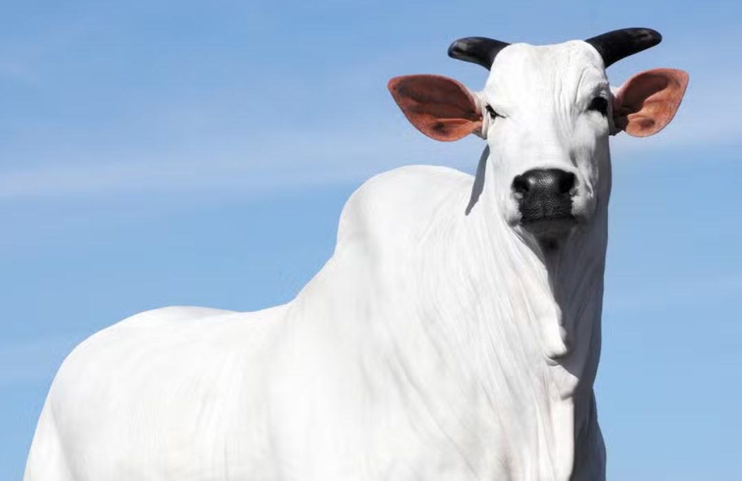 segunda vaca mais cara do Brasil
