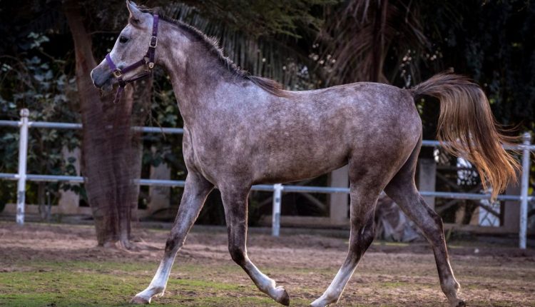 raça de cavalo mais antiga do mundo