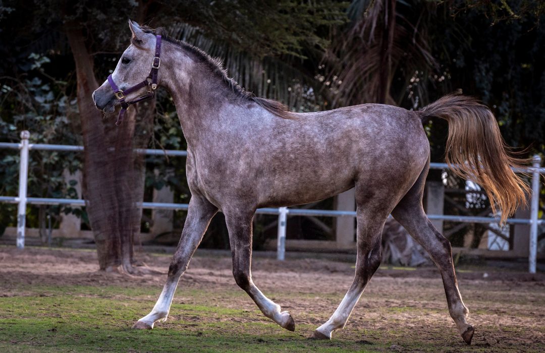 raça de cavalo mais antiga do mundo