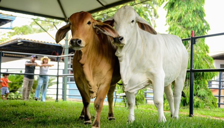 Raça Brahman terá jurado internacional na 89 ExpoZebu