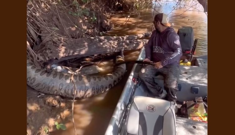 Sucuri Ana Júlia - Pescadores encontram mais uma sucuri enorme morta - vídeo