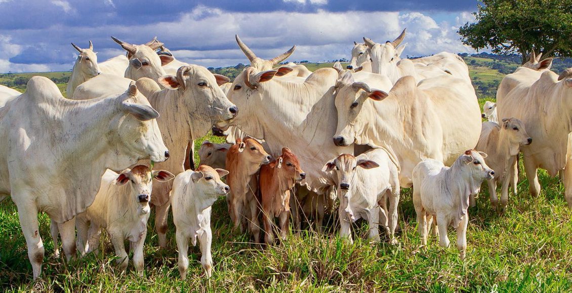 vacada nelore de cria com bezero ao pe - fotao