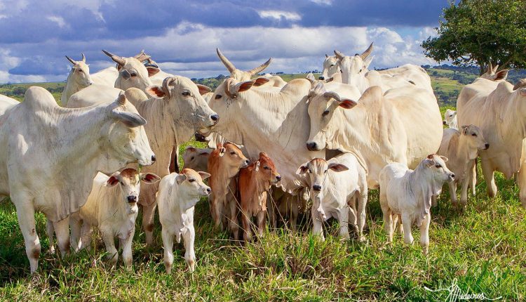 vacada nelore de cria com bezero ao pe - fotao