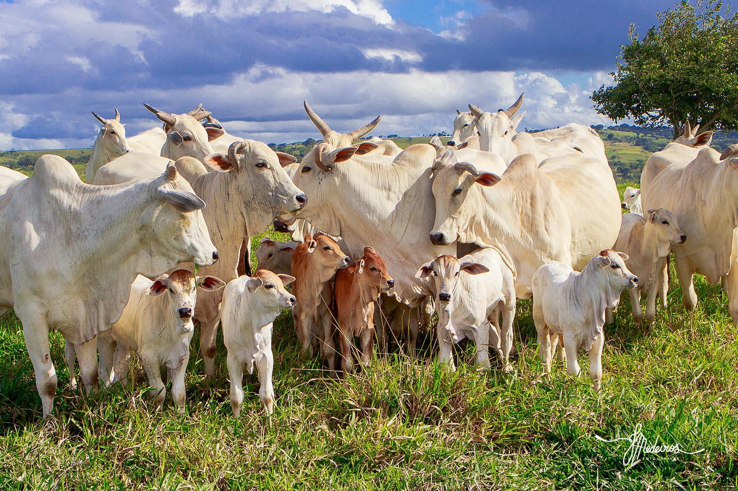 vacada nelore de cria com bezero ao pe - fotao