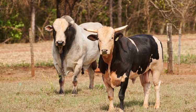 melhoramento genético de touros de rodeio
